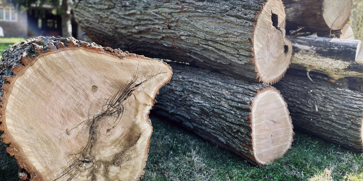 Cross section of Illinois white oak log used for the Forest to Frame moulding collection.